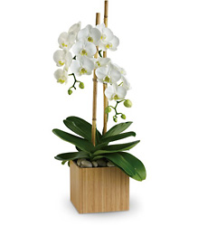 Teleflora's Opulent Orchids from Olney's Flowers of Rome in Rome, NY